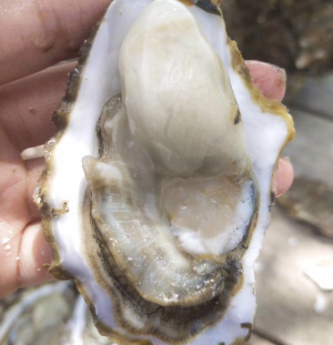太平洋牡蛎,二倍体,1两-2.5两,肥度9成