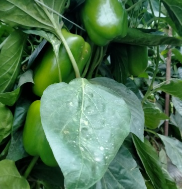 大量绿圆椒上市中,果亮,皮厚!单果400克左右.