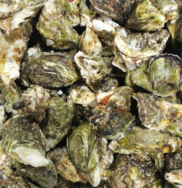 福建小生蚝牡蛎净化蚝