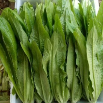 【油麦菜】河北邯郸永精品油麦菜，叶菜，可供各大市场超市！