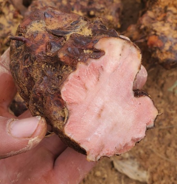 云南红心土茯苓味涩只适合药材不适合煲汤