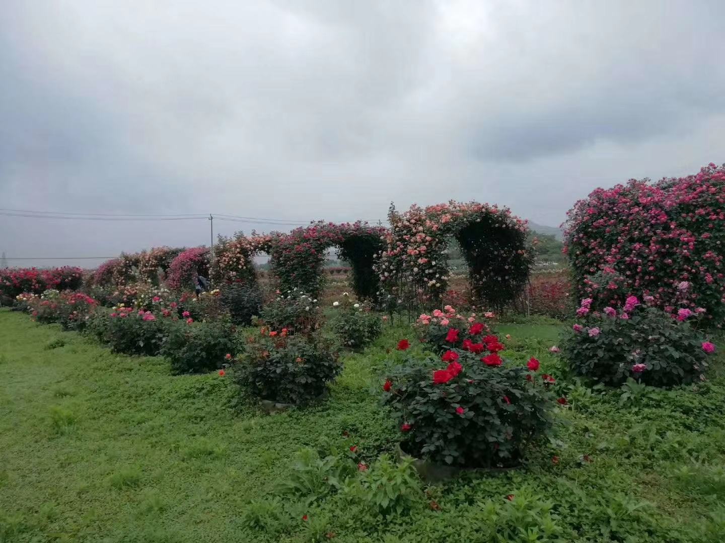 藤本月季开花特写