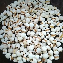 贵州小薏米量大价格从优