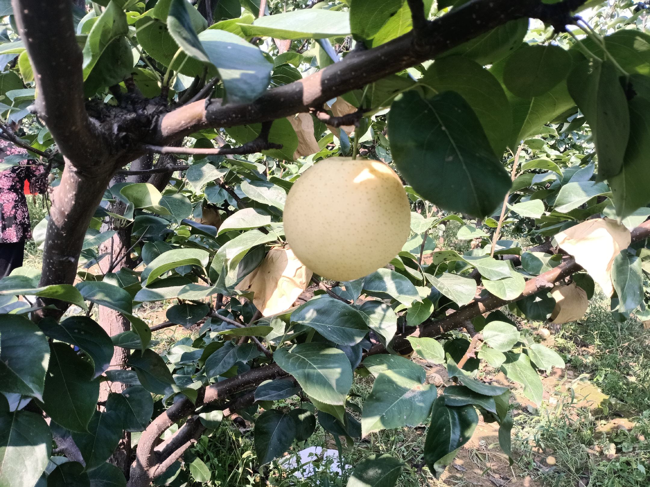 展示一颗完整成熟的水晶梨,果皮光滑、果肉晶莹,背景为自然果园环境 水晶梨特写