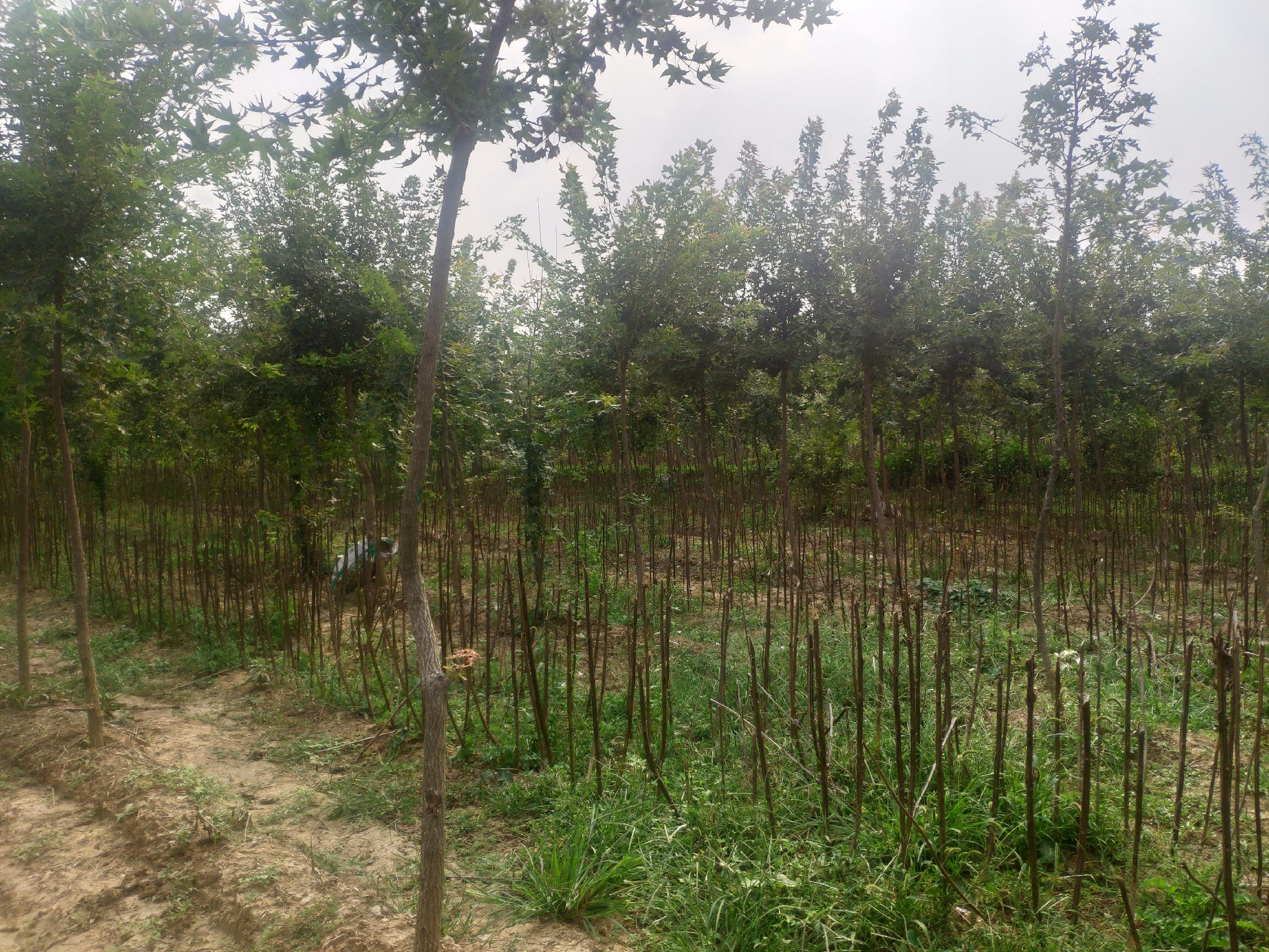 五角枫树15公分在苗圃中的种植场景,展示整齐排列的树苗与规模化种植效果 五角枫树苗圃种植场景