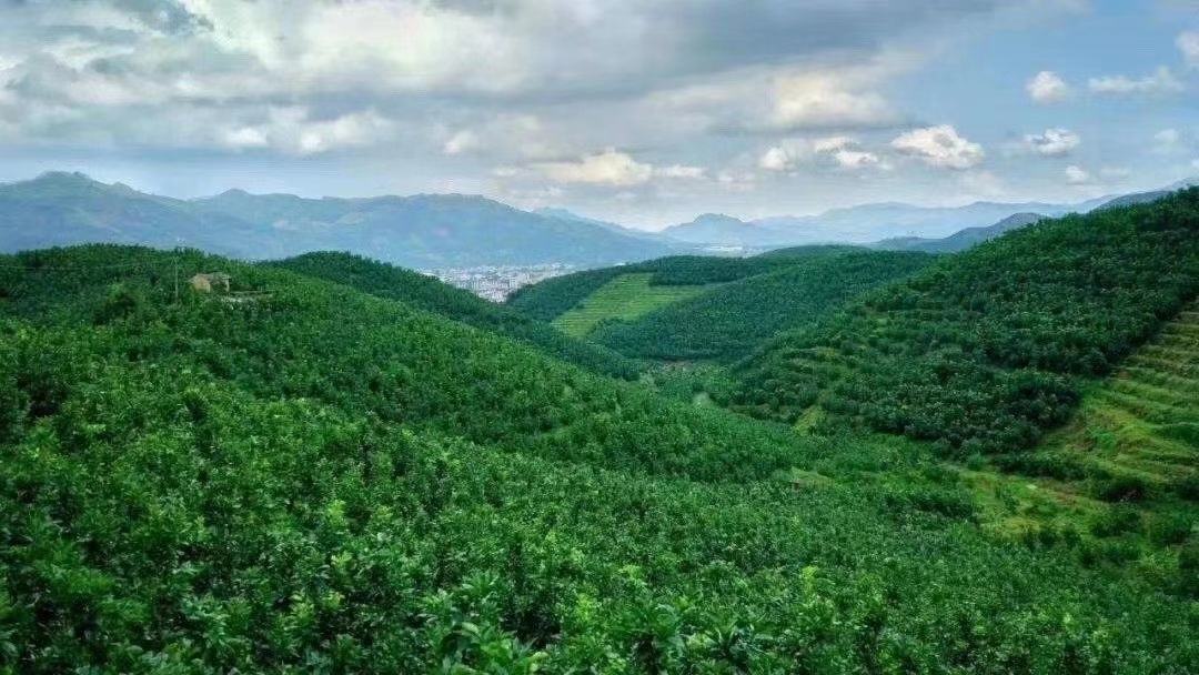 琯溪蜜柚果园全景图