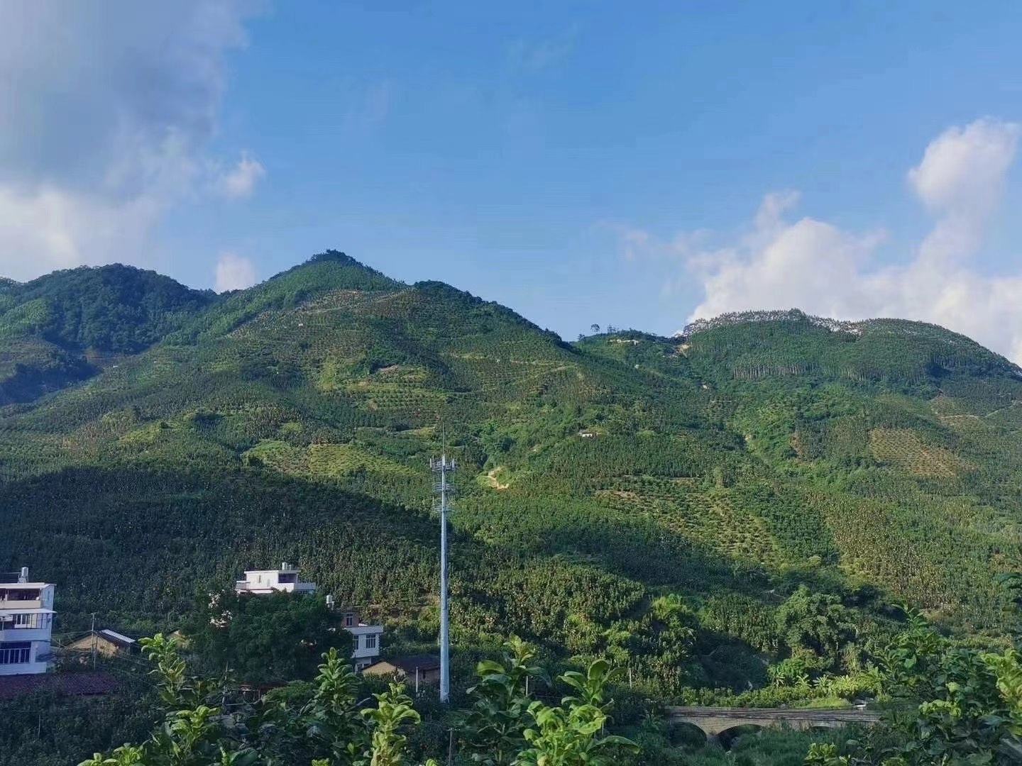 一片郁郁葱葱的蜜柚柑桔种植园,树木整齐排列,枝头挂满金黄色的成熟果实,阳光照射下果皮泛着光泽,部分果实已采摘装箱,农民正在田间劳作,背景为丘陵地貌,气候温暖湿润 蜜柚柑桔成熟果园全景