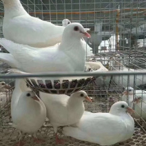 【精品🐦】精品白条鸽厂家直销一手货源现杀现发保质保量