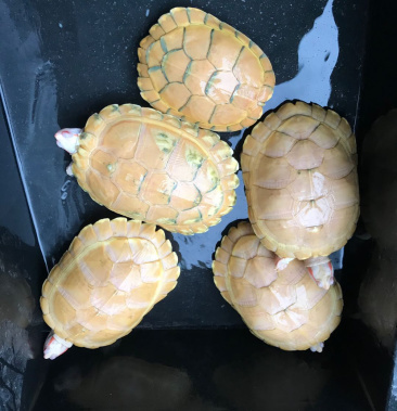 白化巴西龟,种龟,变异龟,粉雪