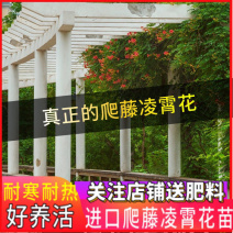 美国凌霄花苗盆栽爬藤植物攀爬树桩庭院阳台四季开花浓香好养