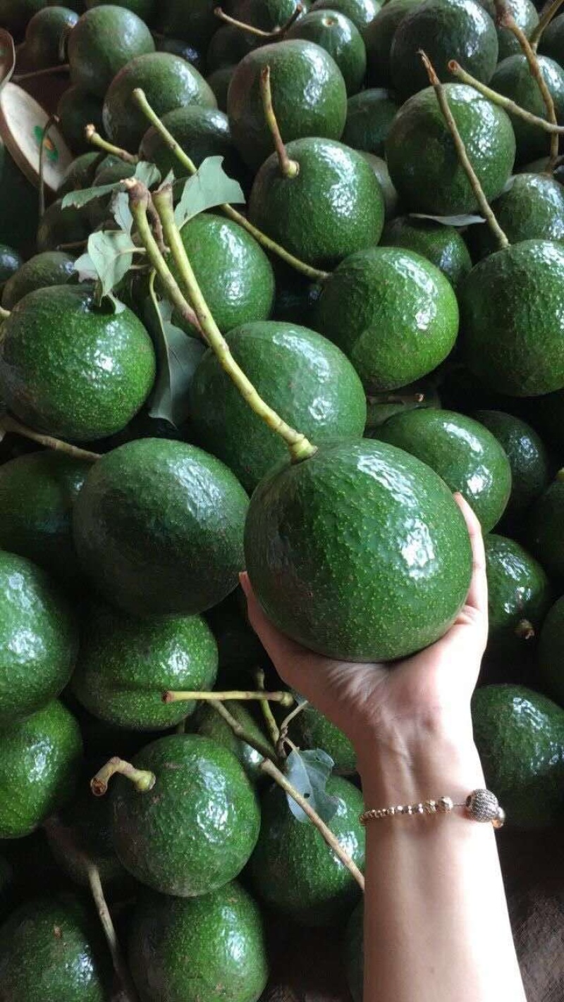 越南牛油果精品进口水果质量保障一手货源批发代发