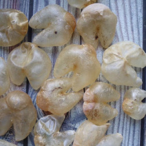 40头鸡泡胶缅甸进口鱼胶花胶水产干货批发代发送礼礼盒