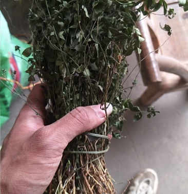 纯野生瓜子金也叫小叶来马回