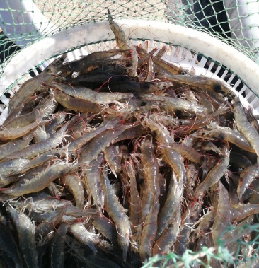 高位池高密度海水养殖南美白对虾