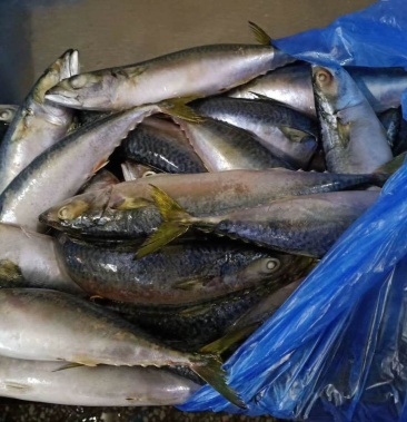 [鲐鲅鱼批发]大连地区半斤左右大台鲅鱼价格60.00元/件 - 一亩田