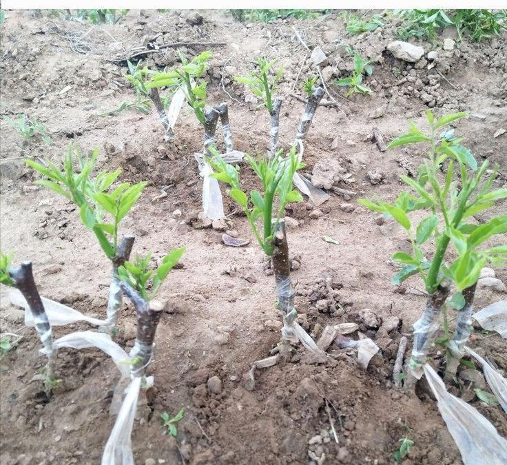 冬枣籽种植示意图