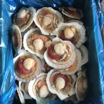 夏夷扇贝粉丝速冻海产品、、、、