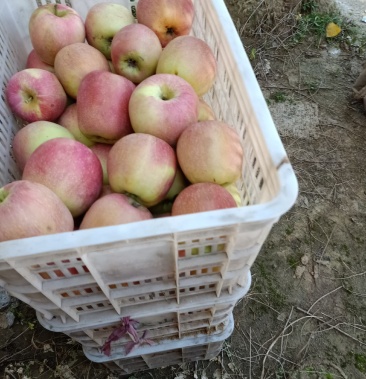 威县特产苹果中秋王大量上市中 产地直销 货源充足