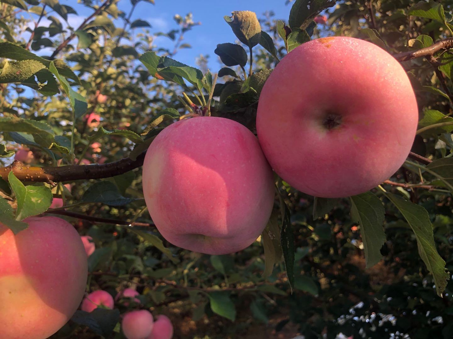 红将军苹果采摘场景
