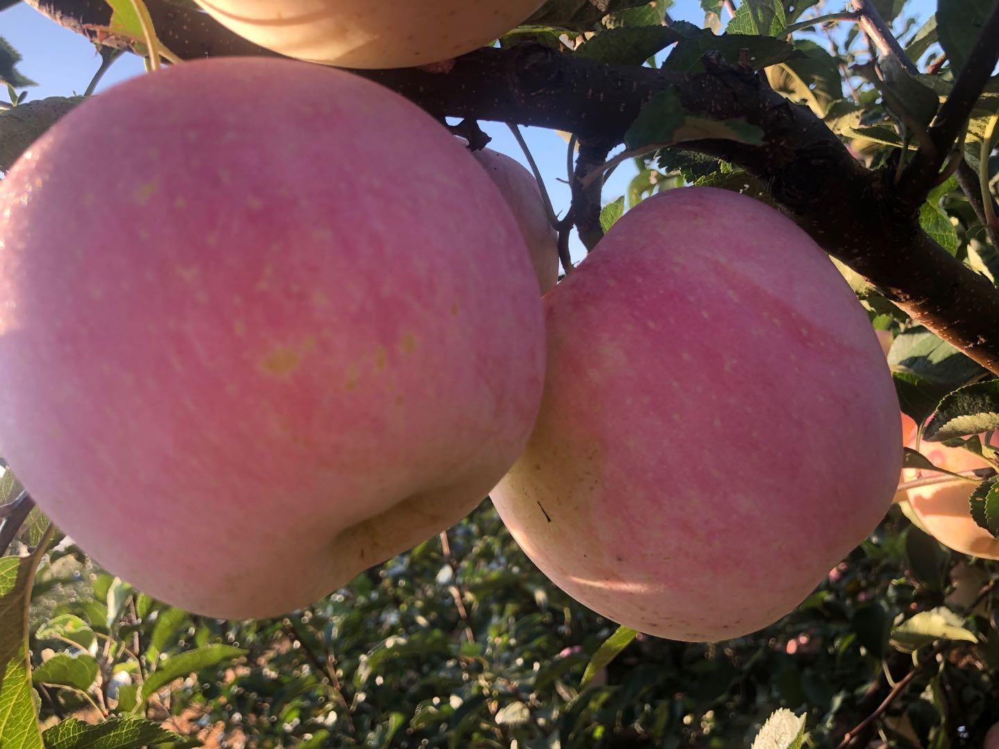 采摘工人正在果园中手工采摘红将军苹果