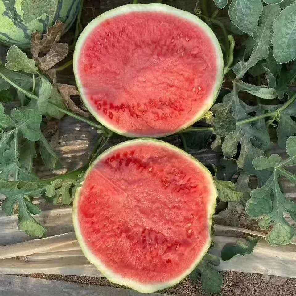 三倍体无籽西瓜切面图