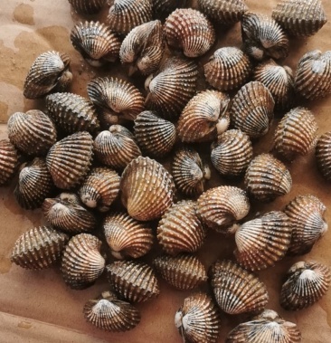 [海螺批发]血蚶(血螺泥蚶)红蚶价格6.00元/斤 - 一亩田