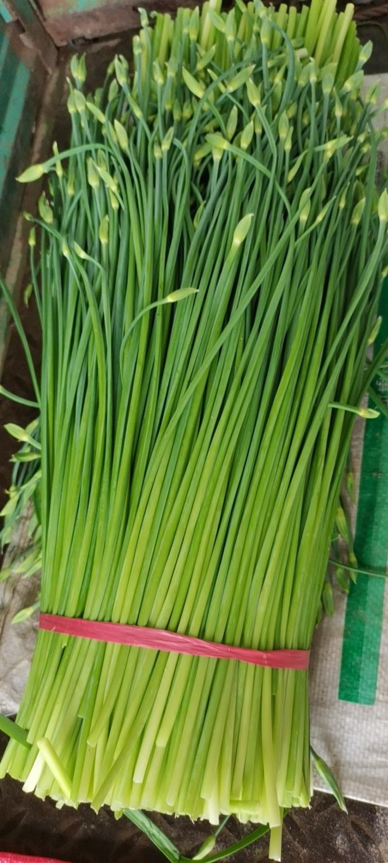 青岛平度市库存优质韭菜苔