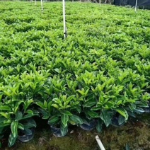 大量低价出售10斤袋非洲茉莉