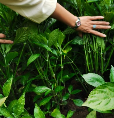 优质的南板蓝根苗量大从优