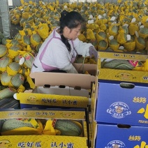 山东寿光小蜜25哈蜜瓜大量上市，专业代收产地直供，