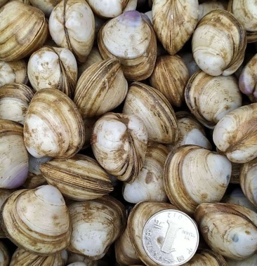 连云港本地高质量贝类蛤蜊白蛤