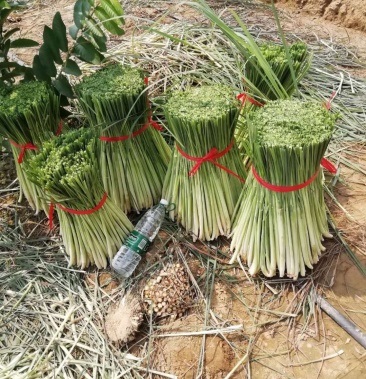 香茅草种植基地有230亩自产直销减少中间商赚