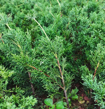 [批发]真柏苗价格5.00元/棵 - 一亩田