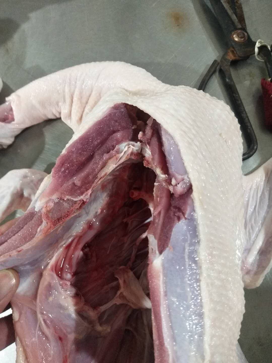 冷冻仔麻鸭,冷冻花边鸭,冷冻小公鸭,花边鸭批发