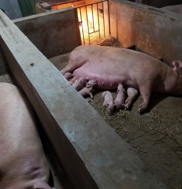 养殖大户二元母猪种三元育肥猪仔疫苗做齐全