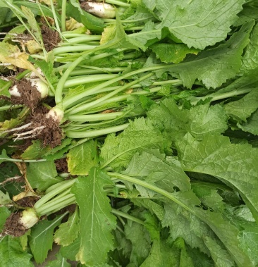 辣菜苗介菜苗可吃可栽
