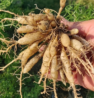 天冬苗 广西天冬良种 包回收 技术提供