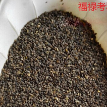 福禄考种子多年生宿根花种子四季种易活庭院室外景观花种籽子