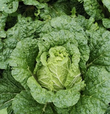 精品山地货黄心大白菜