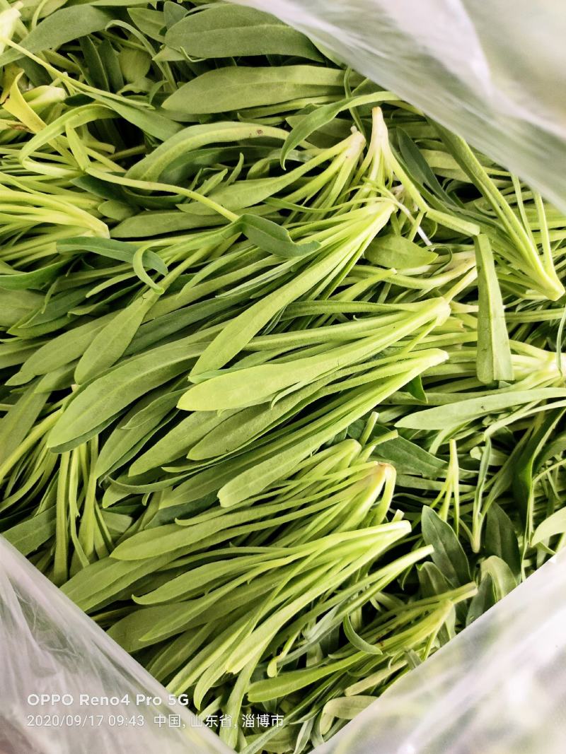 山东面条菜 新鲜现挖 基地直销古扎菜 古扎头