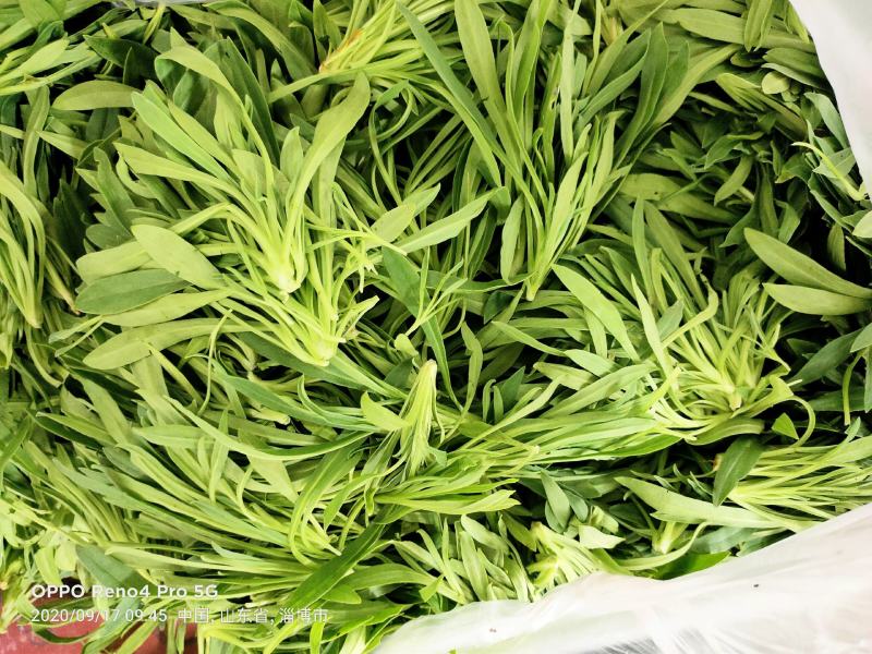 山东面条菜 新鲜现挖 基地直销古扎菜 古扎头