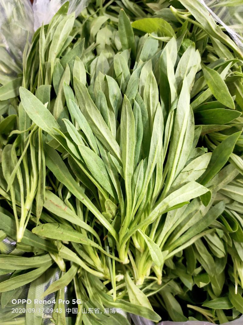 山东面条菜 新鲜现挖 基地直销古扎菜 古扎头