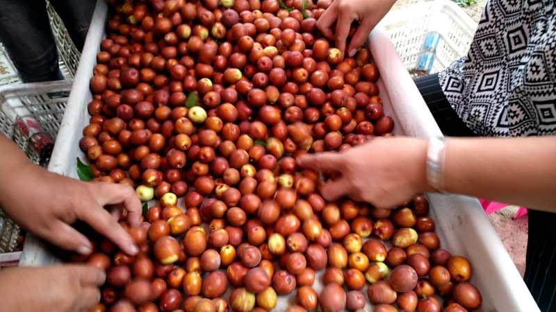 新鲜采摘的脆枣堆放在竹筐中，阳光洒在金红色的枣子表面，背景是成片的枣树林，农民正在树下收获