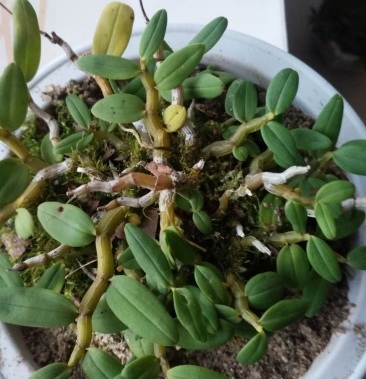 伏牛山野生金钗量大优惠