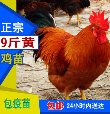 九斤黄鸡苗 快大麻鸡苗 土鸡苗 品质优良全国包邮价格1