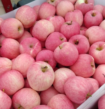 [红富士苹果批发]汉源县九乡镇糖心富士价格1.70元/斤 - 一亩田