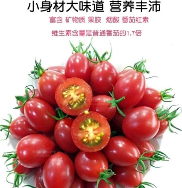 爆款山东青岛正宗釜山88小番茄圣女果口口爆汁产地直供