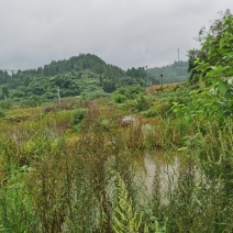 虾塘转租可做其他养殖住宿也不愁