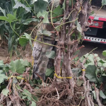 大葡萄树3公分葡萄树基地种植大量供应欢迎考察