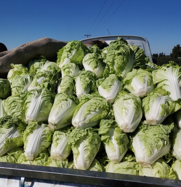 包头白菜连系我时说是在一亩田上看到的